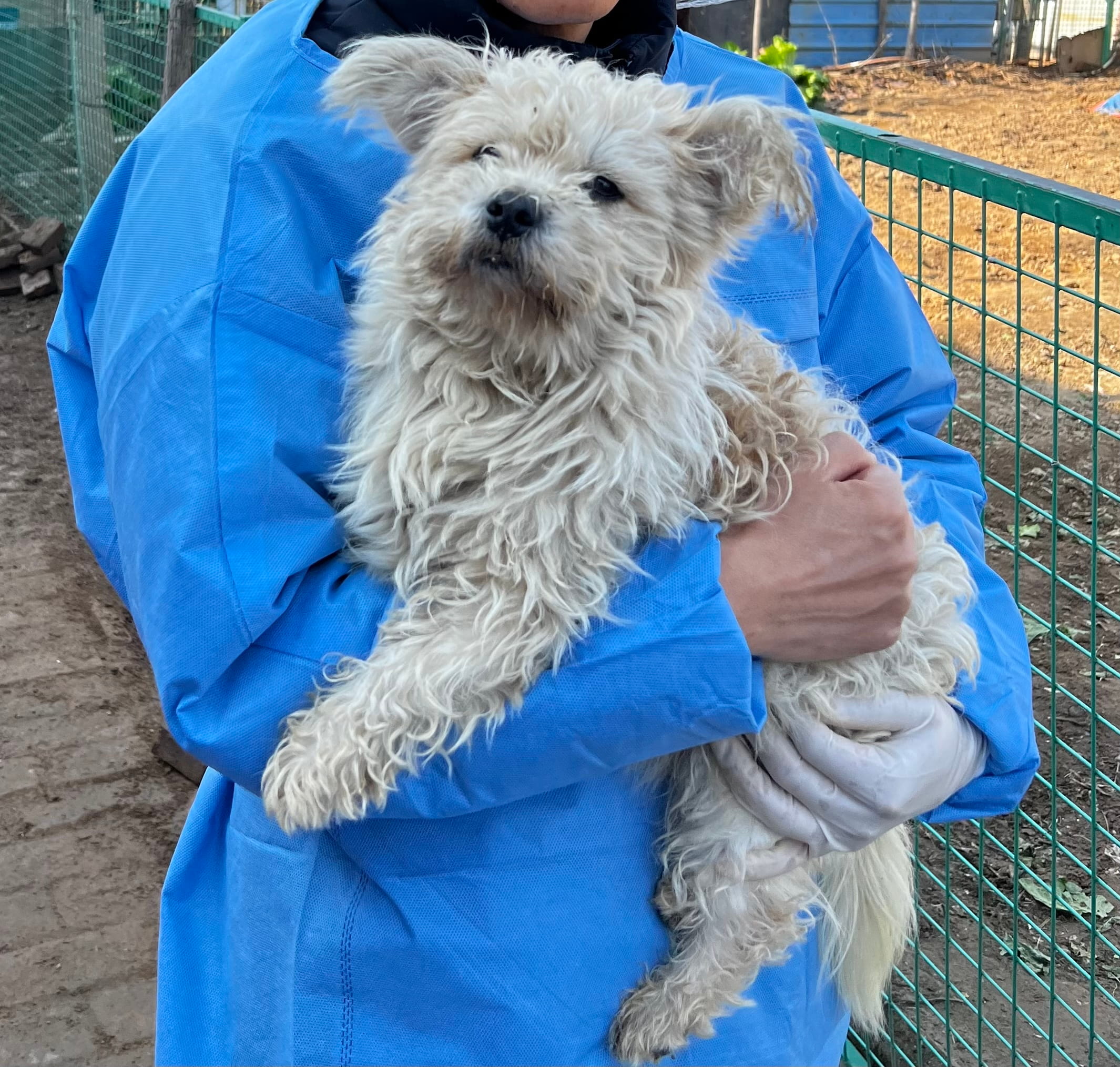 Juanjuan being held by volunteer