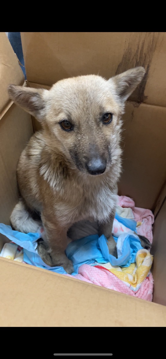 Sunflower rescue - initial condition