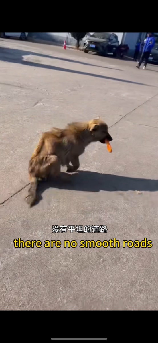 Sunflower during rescue