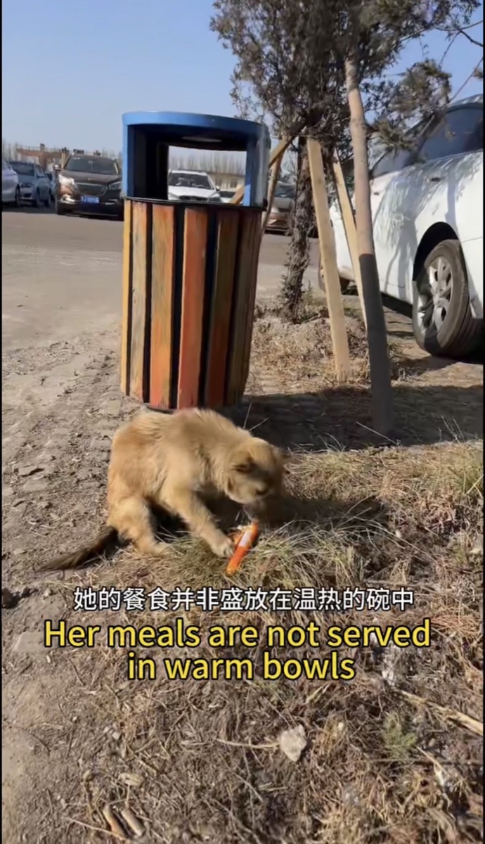 Sunflower medical examination