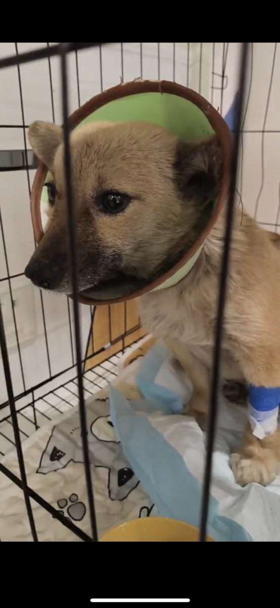 Sunflower receiving care